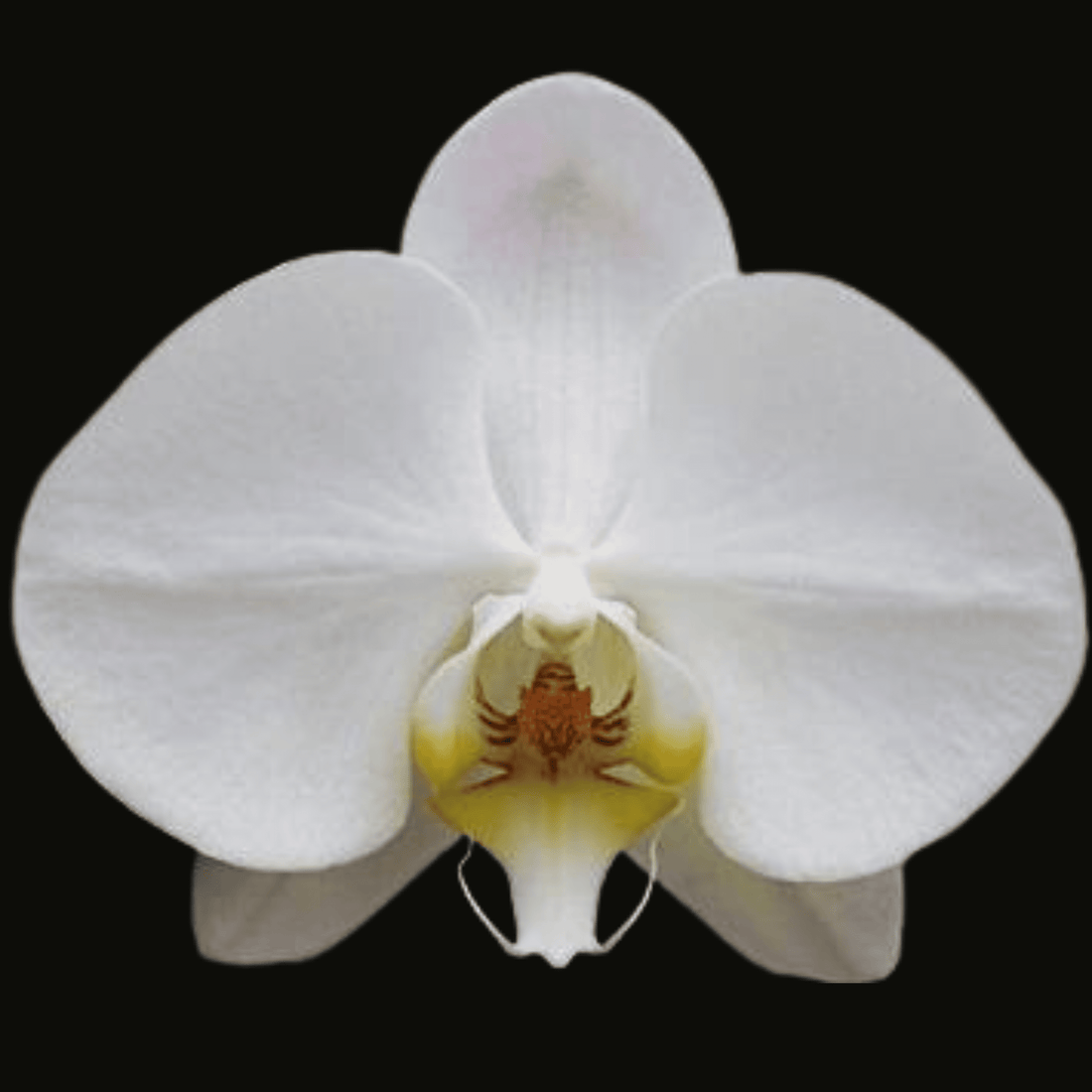Phalaenopsis Sogo Yukidian - Blooming Size