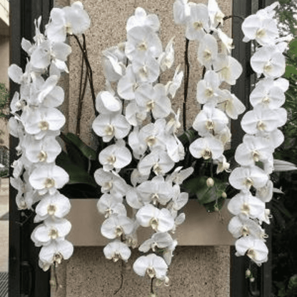 Phalaenopsis Sogo Yukidian - Blooming Size