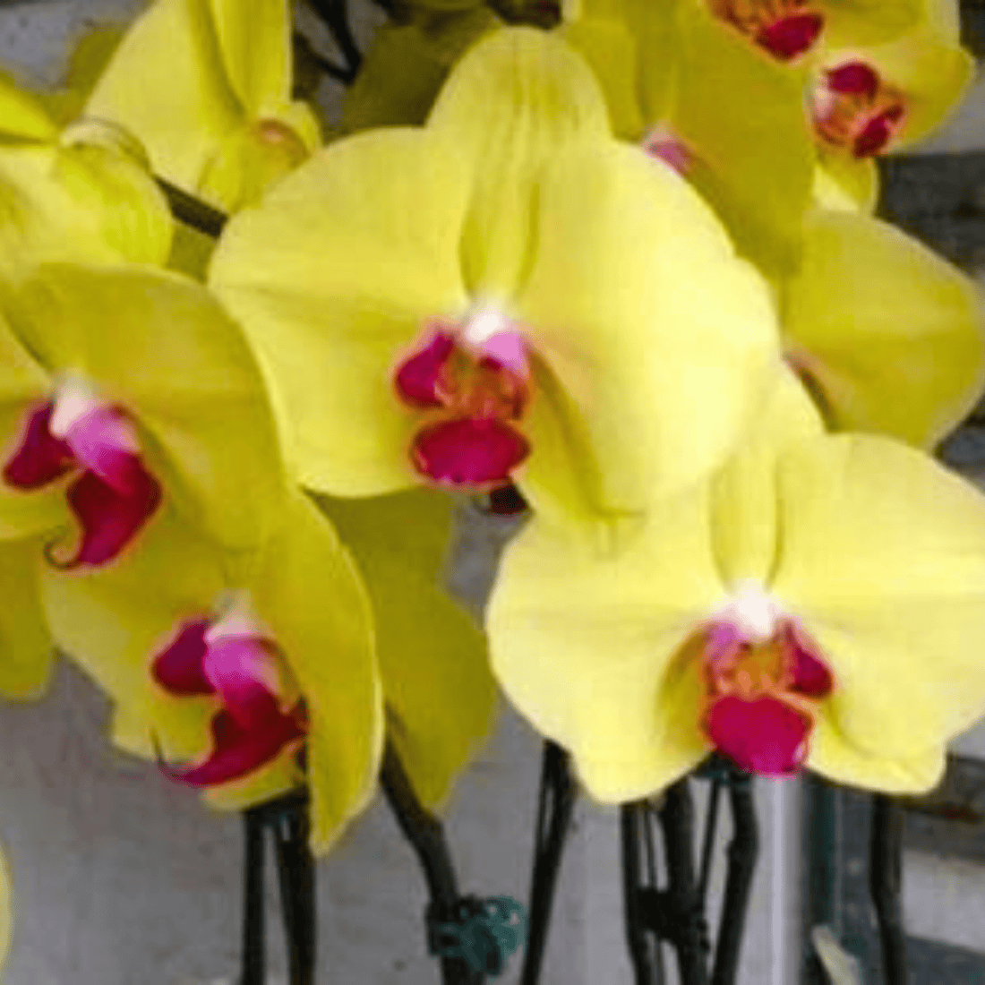 Phalaenopsis Star Yellow Diamond - Blooming Size