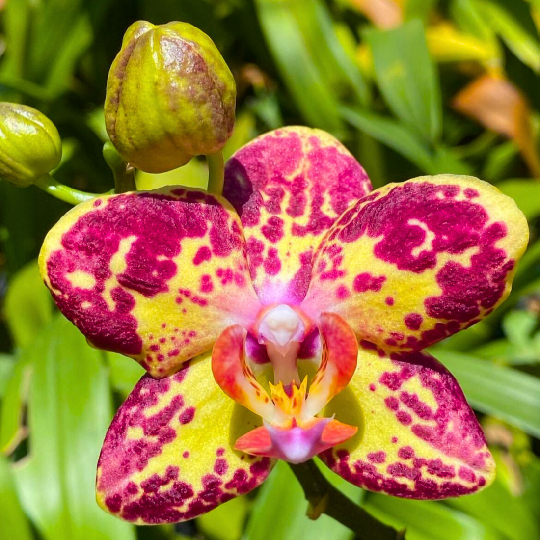 Phalaenopsis Strawberry Cake - Blooming Size