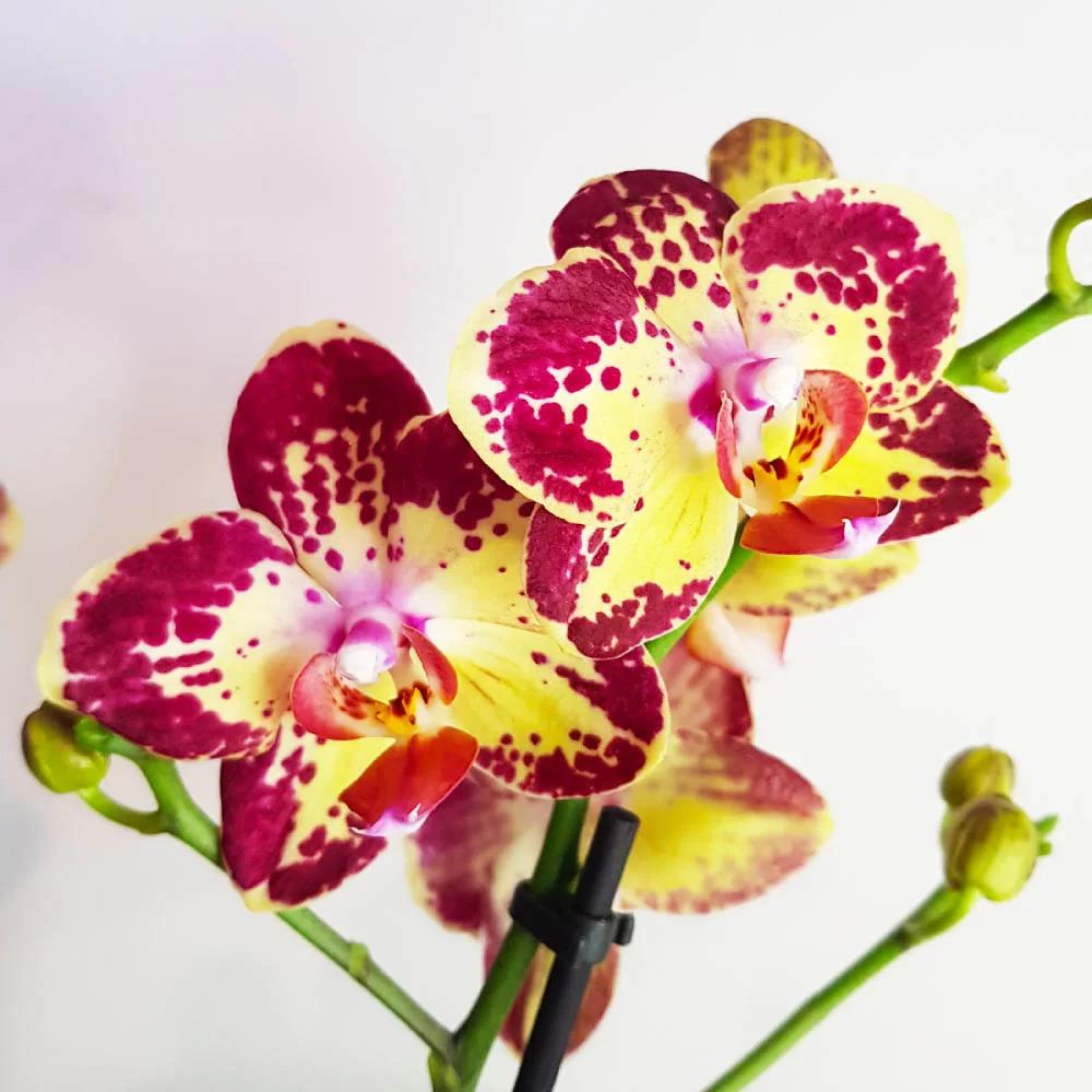 Phalaenopsis Strawberry Cake - Blooming Size