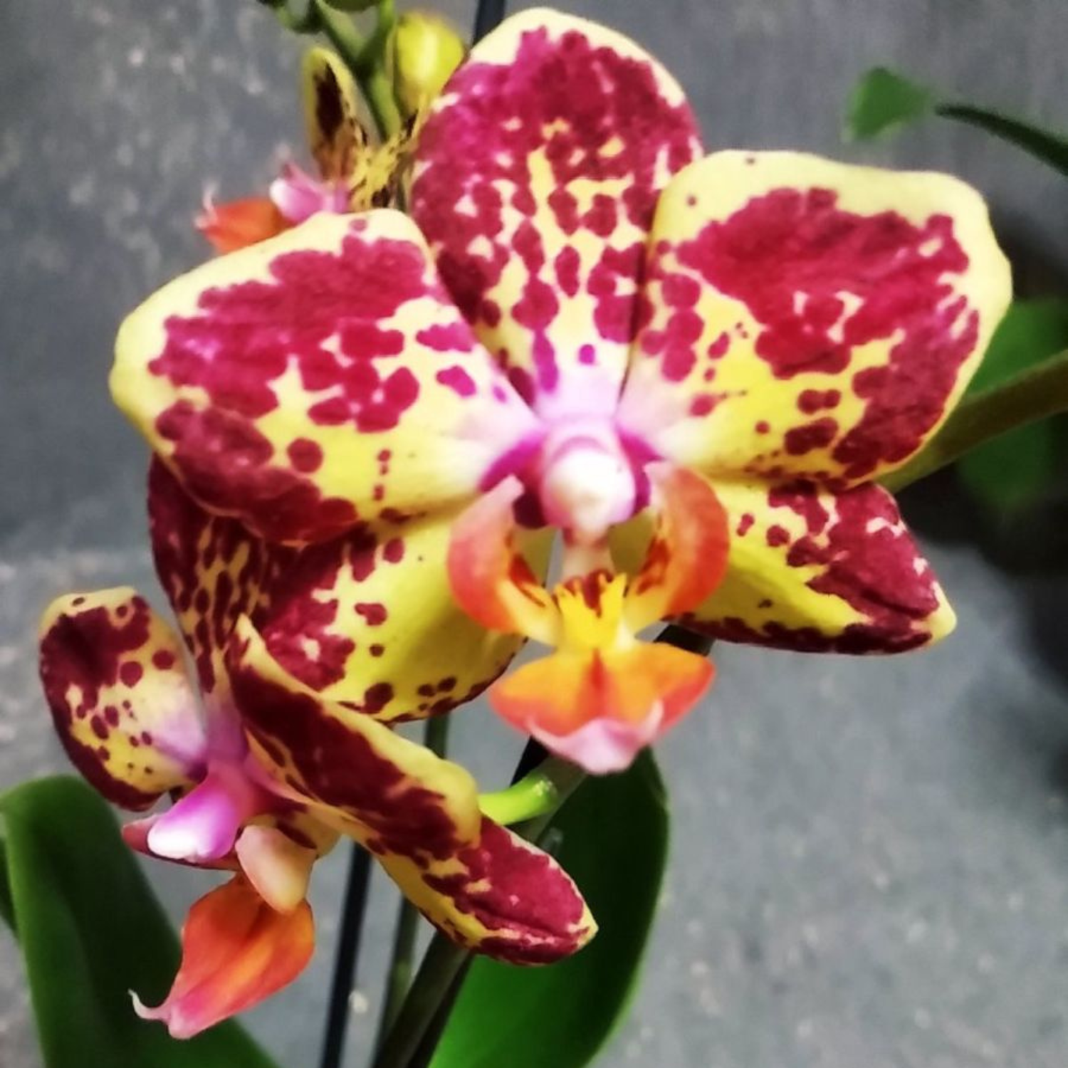 Phalaenopsis Strawberry Cake - Blooming Size