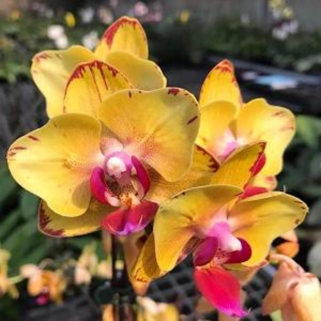 Phalaenopsis Sweet Girl - Blooming Size