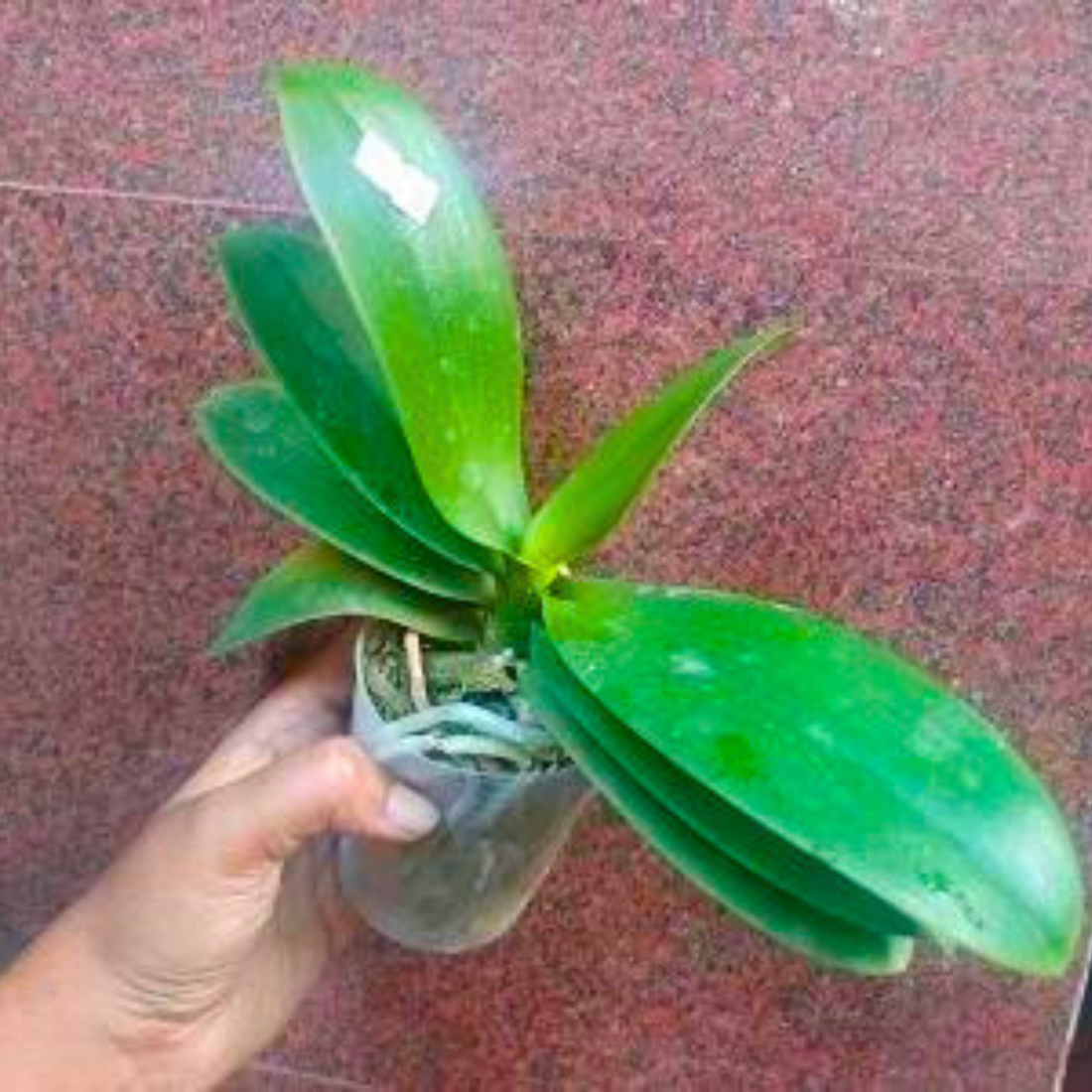 Phalaenopsis Sweet Girl - Blooming Size