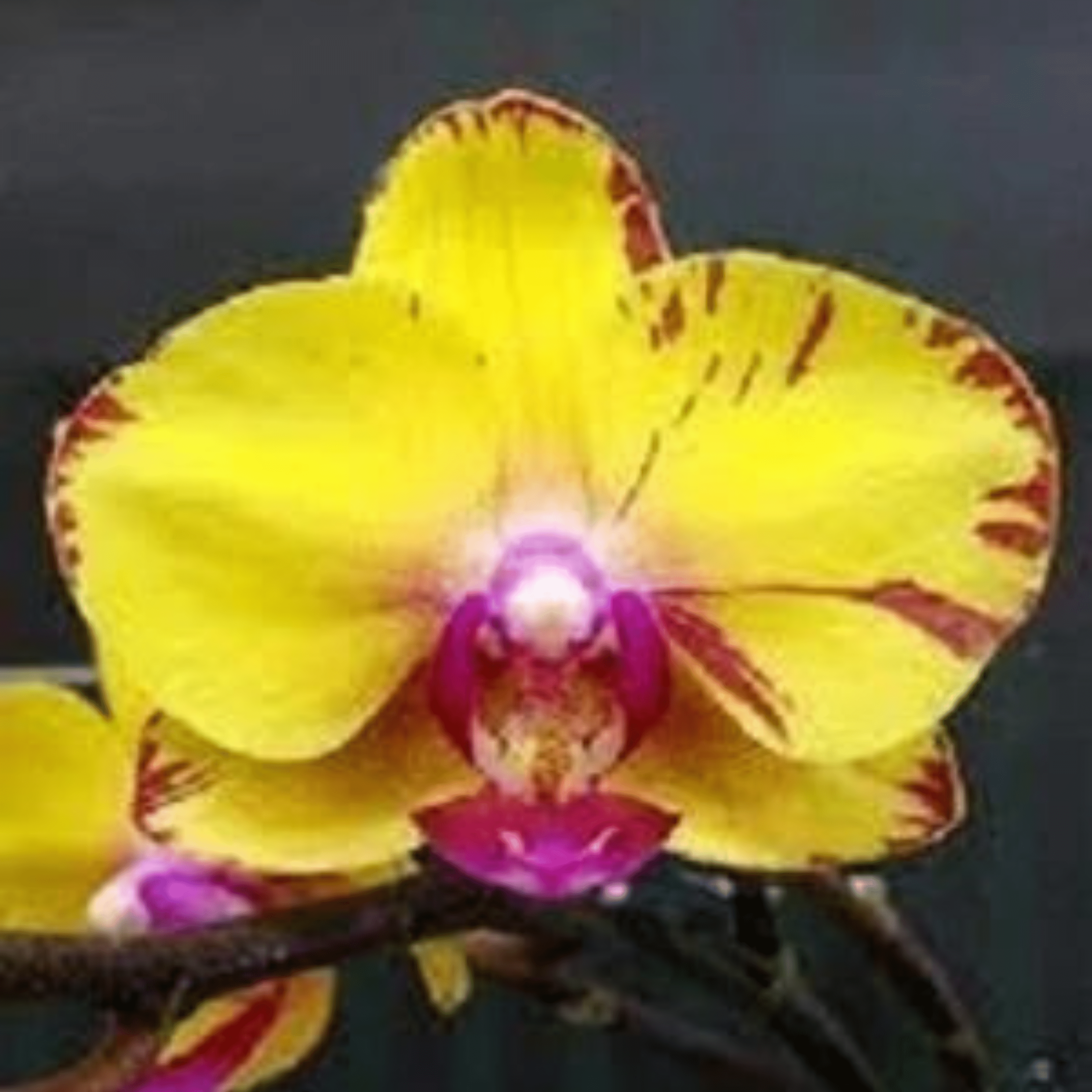 Phalaenopsis Sweet Girl - Blooming Size