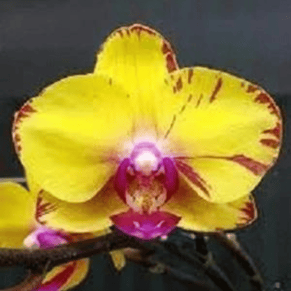 Phalaenopsis Sweet Girl - Blooming Size