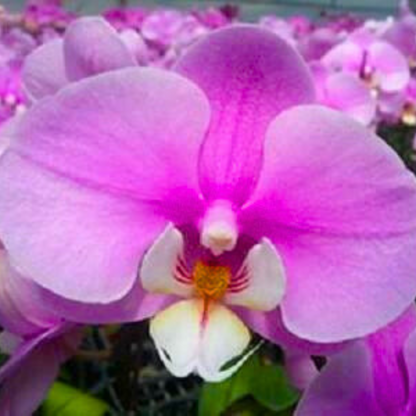 Phalaenopsis Taisuco Anna - Blooming Size