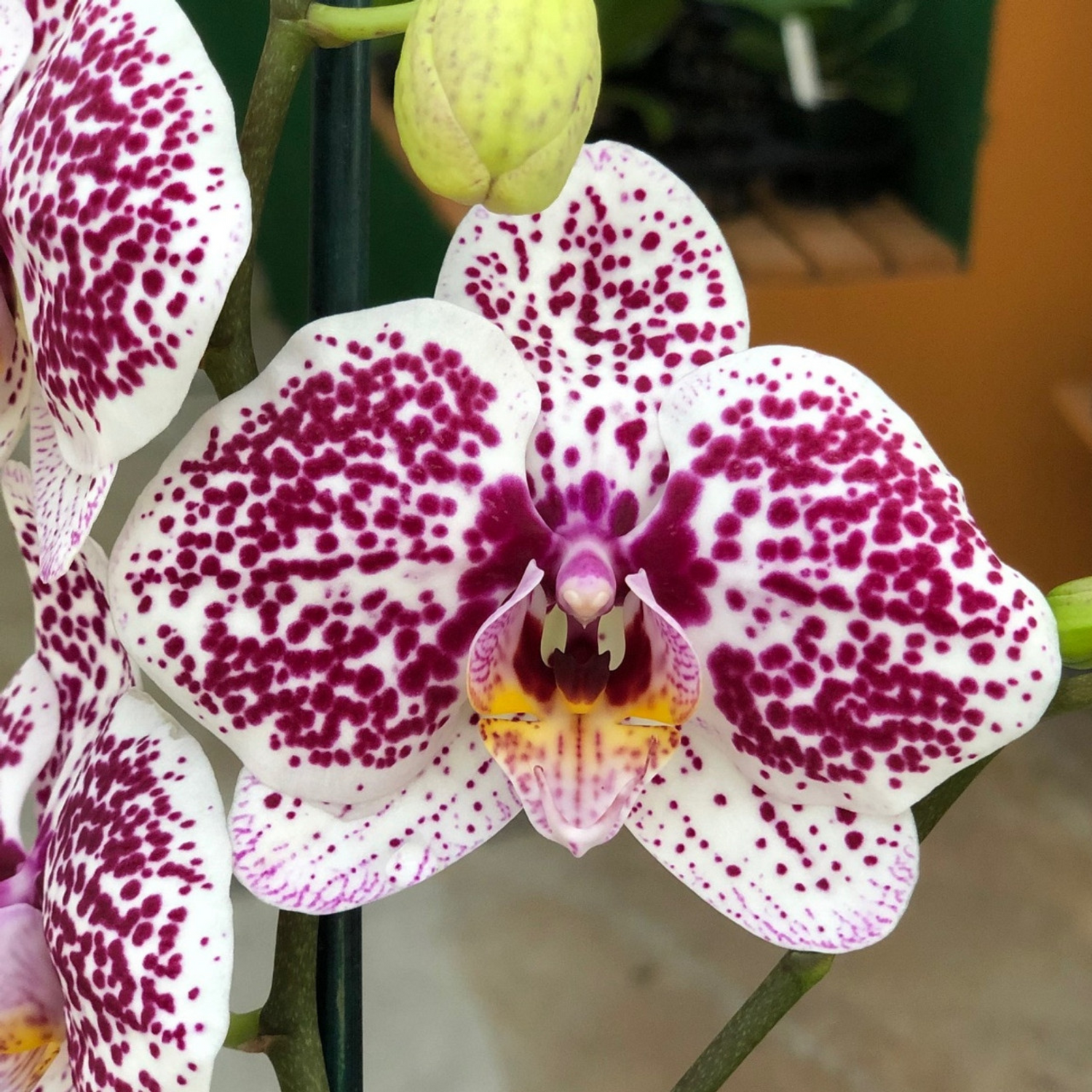 Phalaenopsis Tropic Ocelot - Blooming Size