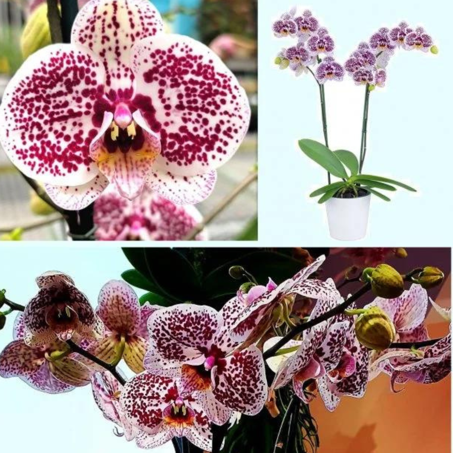 Phalaenopsis Tropic Ocelot - Blooming Size