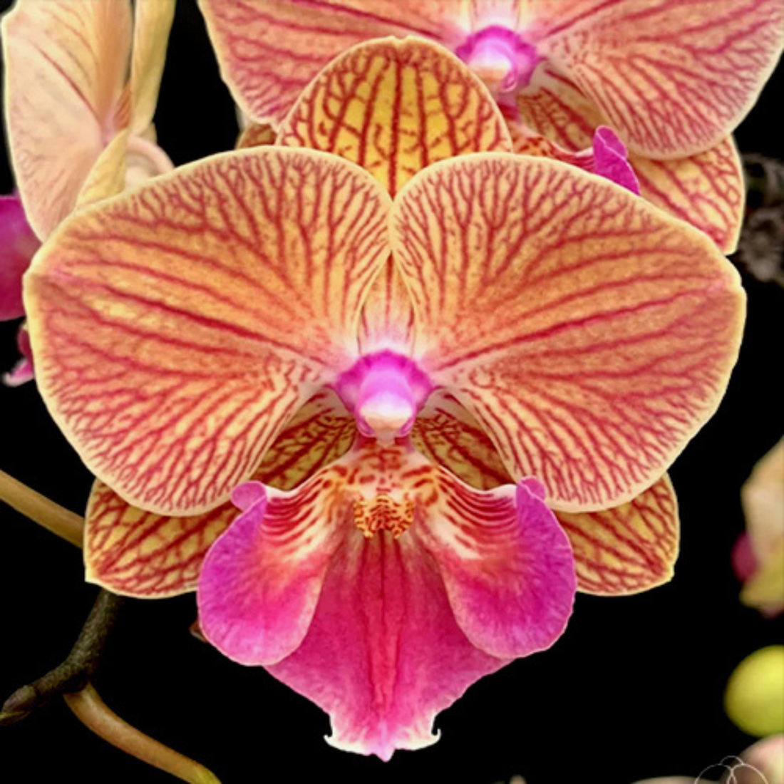 Phalaenopsis Tying Shin Eternal Star Golden Water - Blooming Size