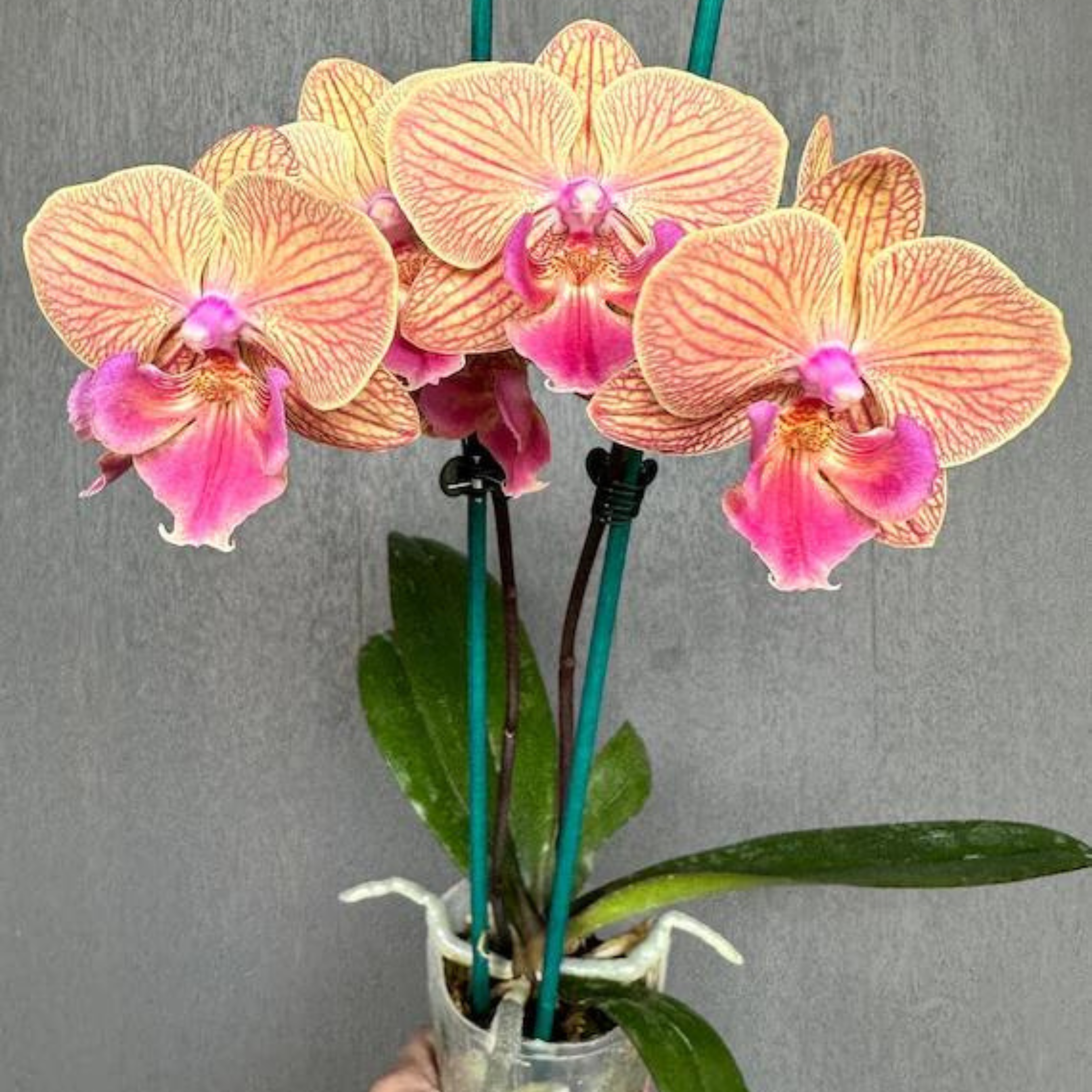 Phalaenopsis Tying Shin Eternal Star Golden Water - Blooming Size