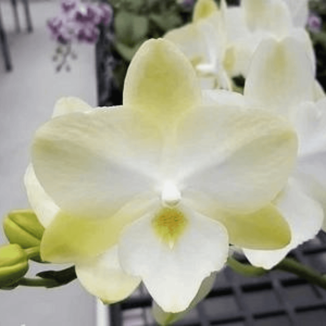 Phalaenopsis Tying Shin Melody × (Phal. Yu Pin Easter Island × Phal. Amabilis) - Blooming Size
