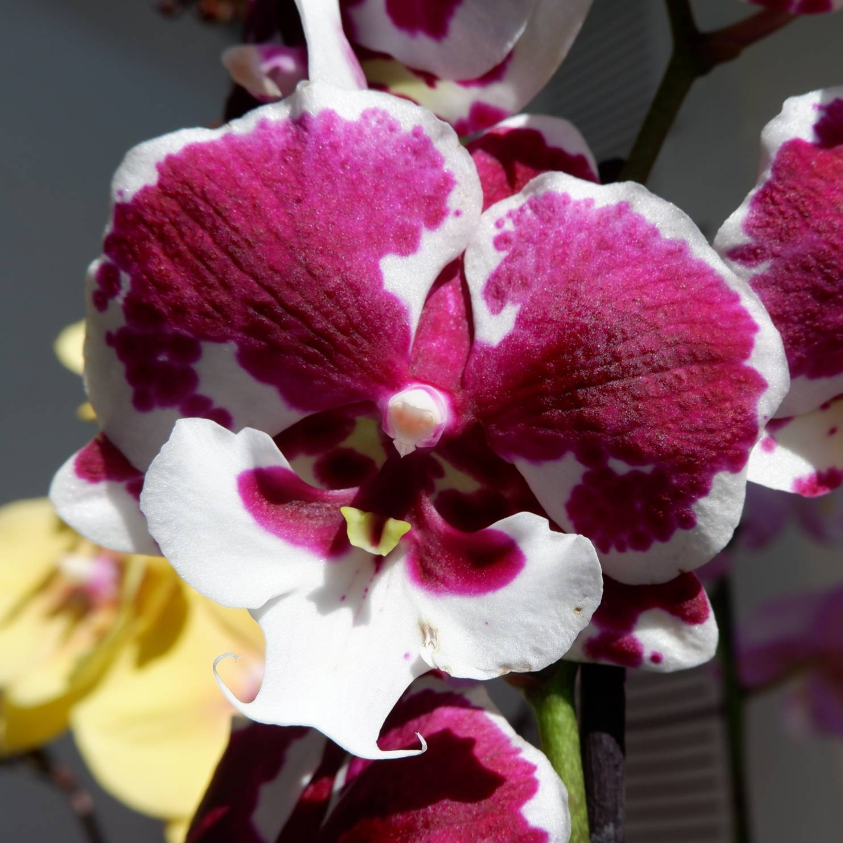 Phalaenopsis Untold stories - Blooming Size