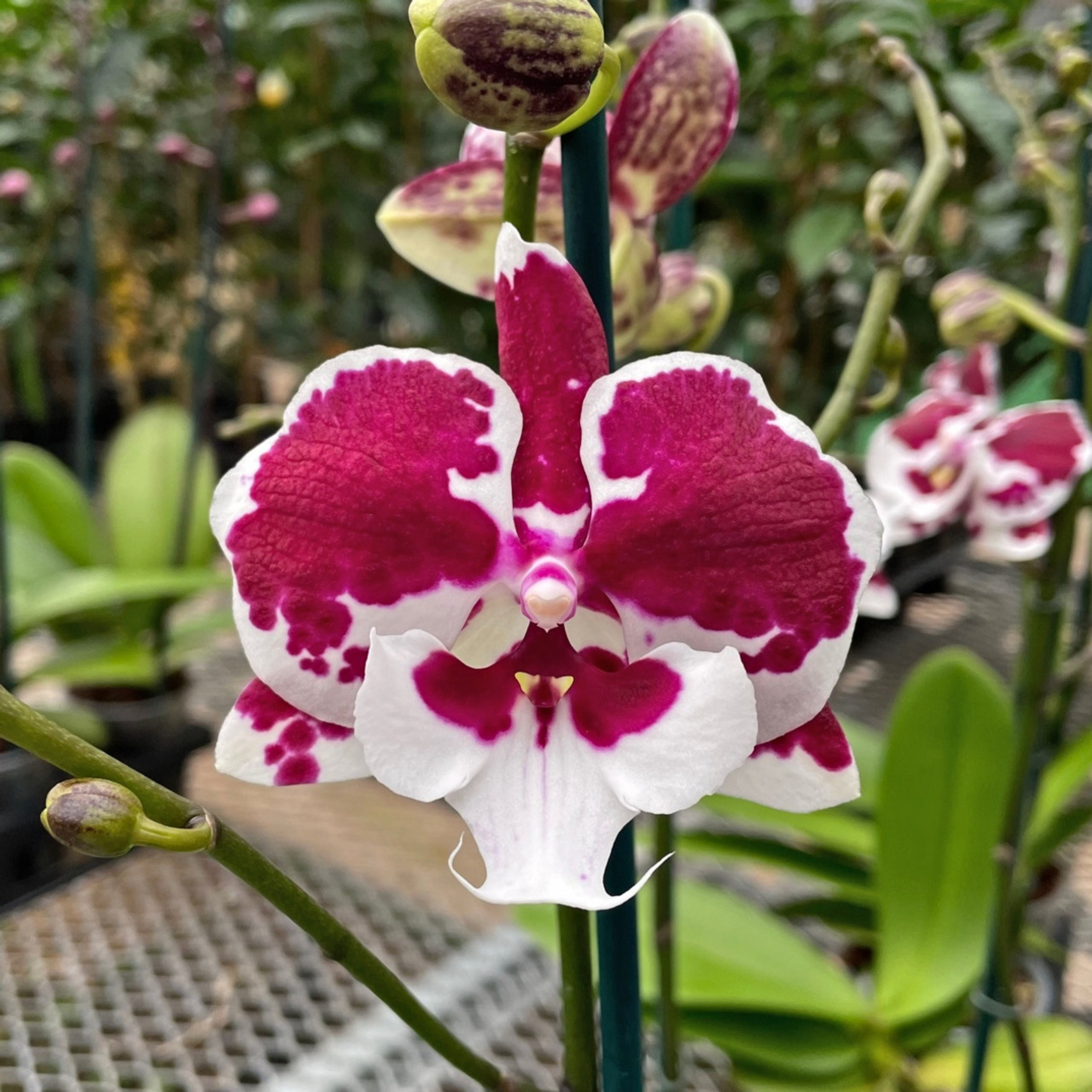 Phalaenopsis Untold stories - Blooming Size