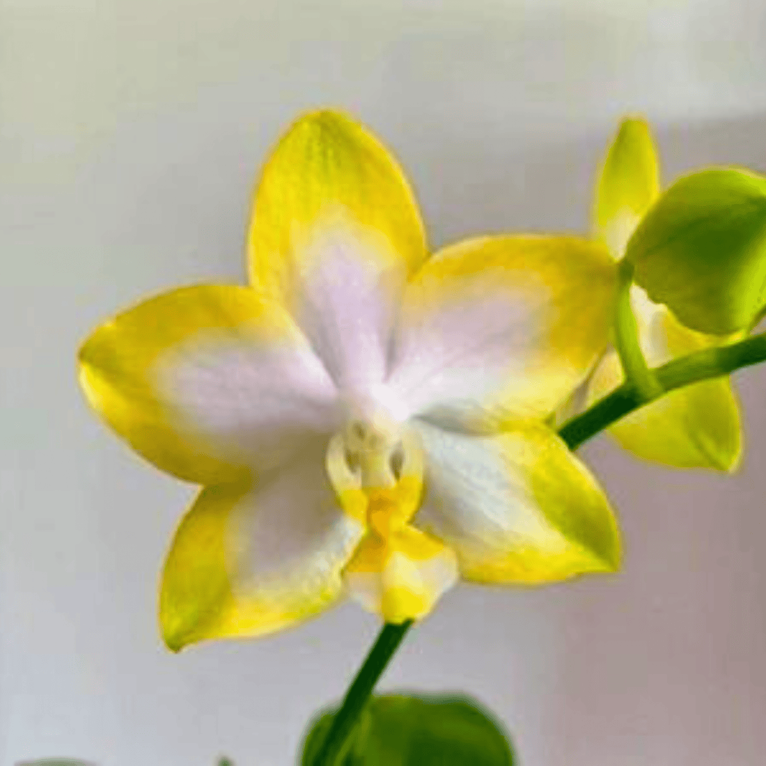 Phalaenopsis Yuan Shan Sweet Girl - Blooming Size