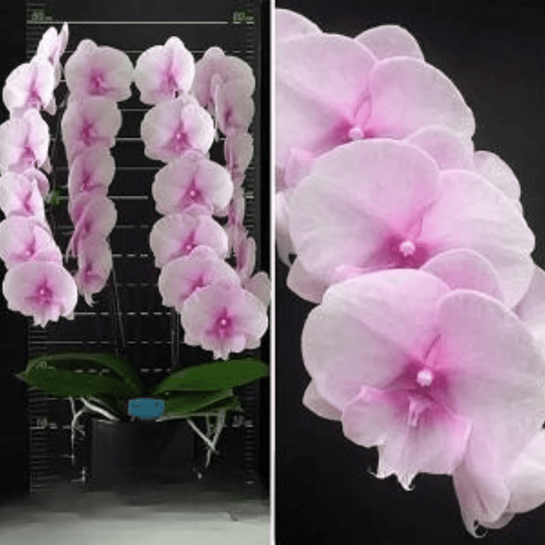 Phalaenopsis Yushan Mongo × Phal. (Jincheng Lover × New Cinderella) - Blooming Size