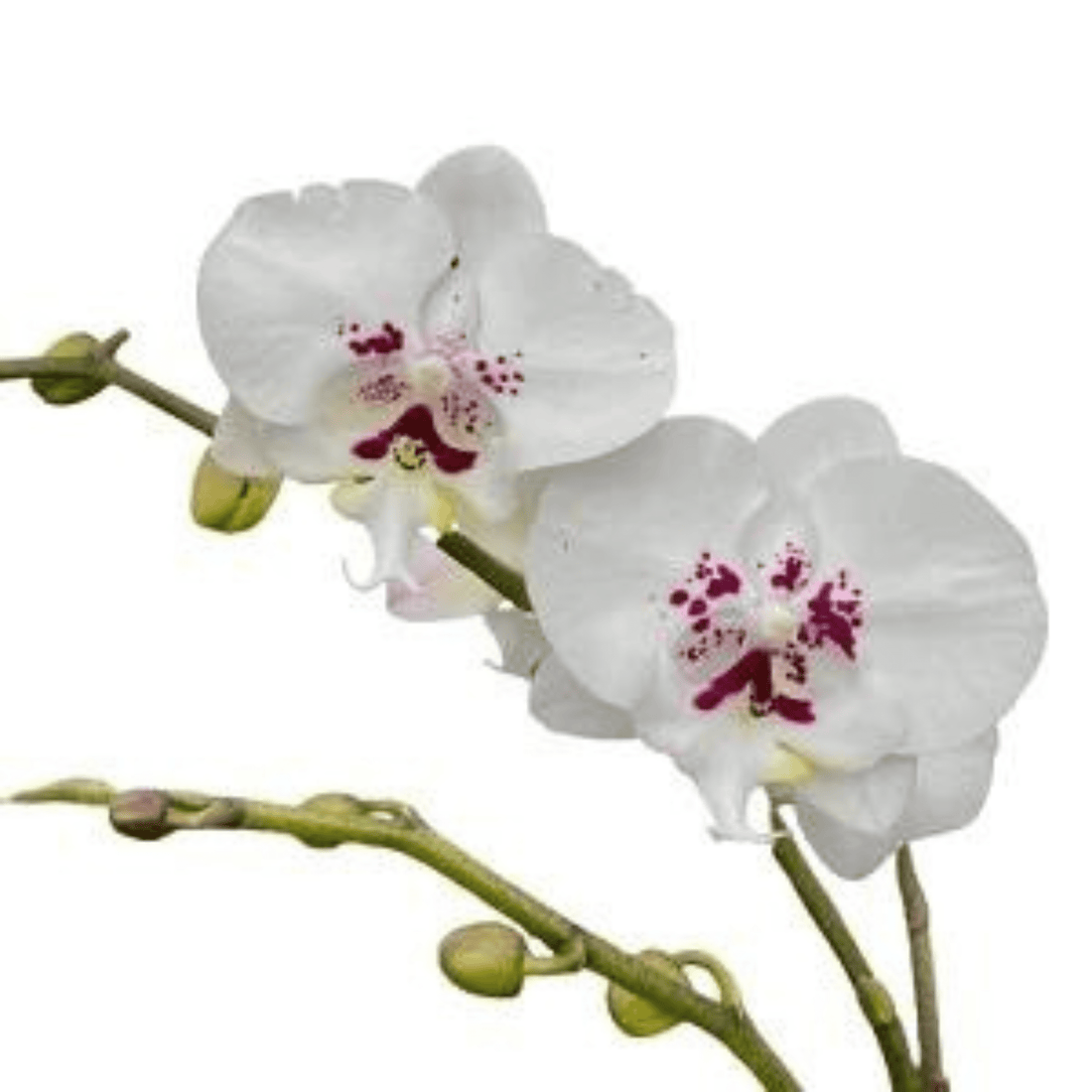 Phalaenopsis (Sogo Yukidian X Acker’s Sweetie) X Phalaenopsis Lioulin R Lip - Blooming Size