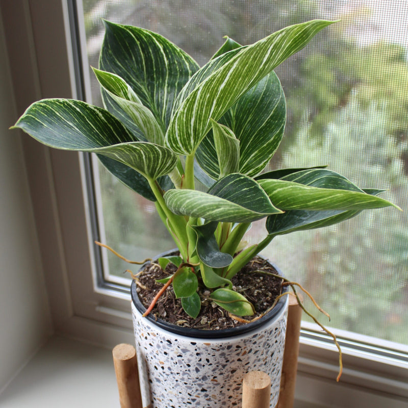 Philodendron 'Birkin' Indoor / Outdoor Live Plant