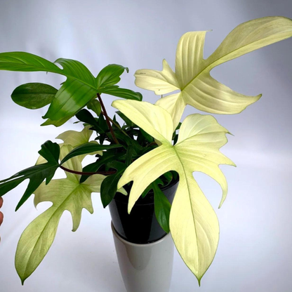 Philodendron Florida Ghost Indoor/Outdoor Live Plant