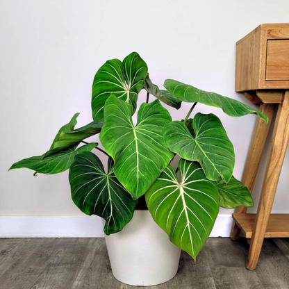 Philodendron Gloriosum Indoor/Outdoor Live Plant