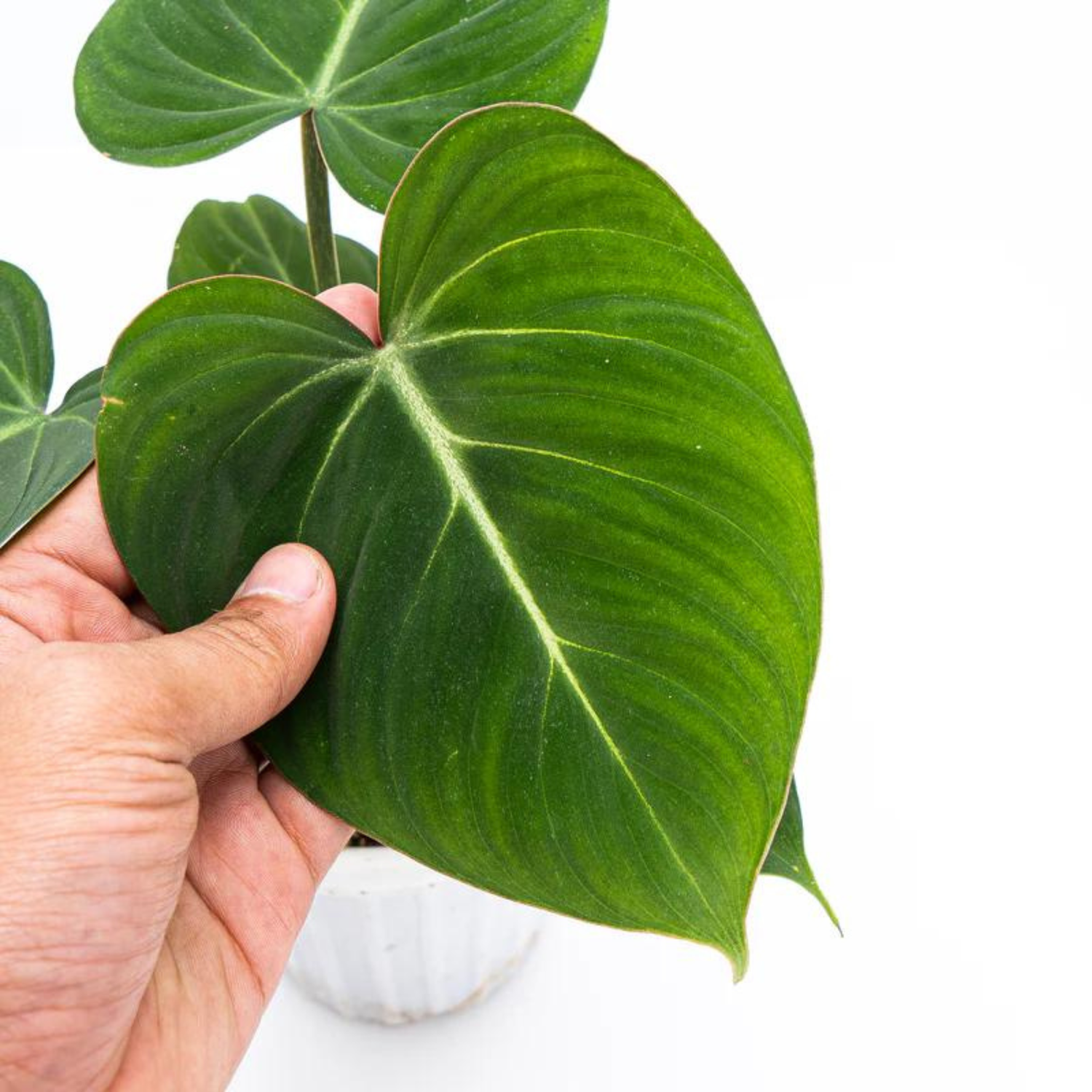 Philodendron Gloriosum Indoor/Outdoor Live Plant