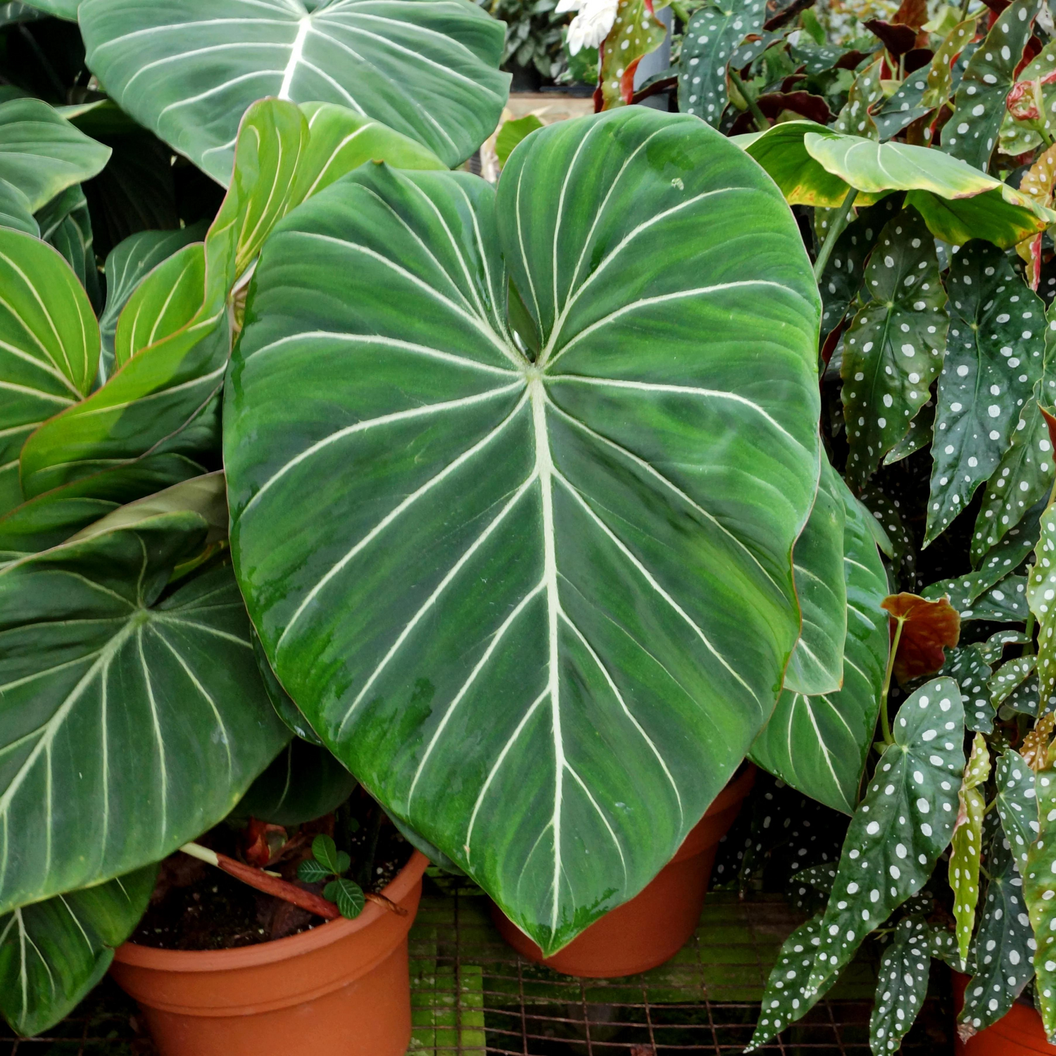 Philodendron Gloriosum Indoor/Outdoor Live Plant