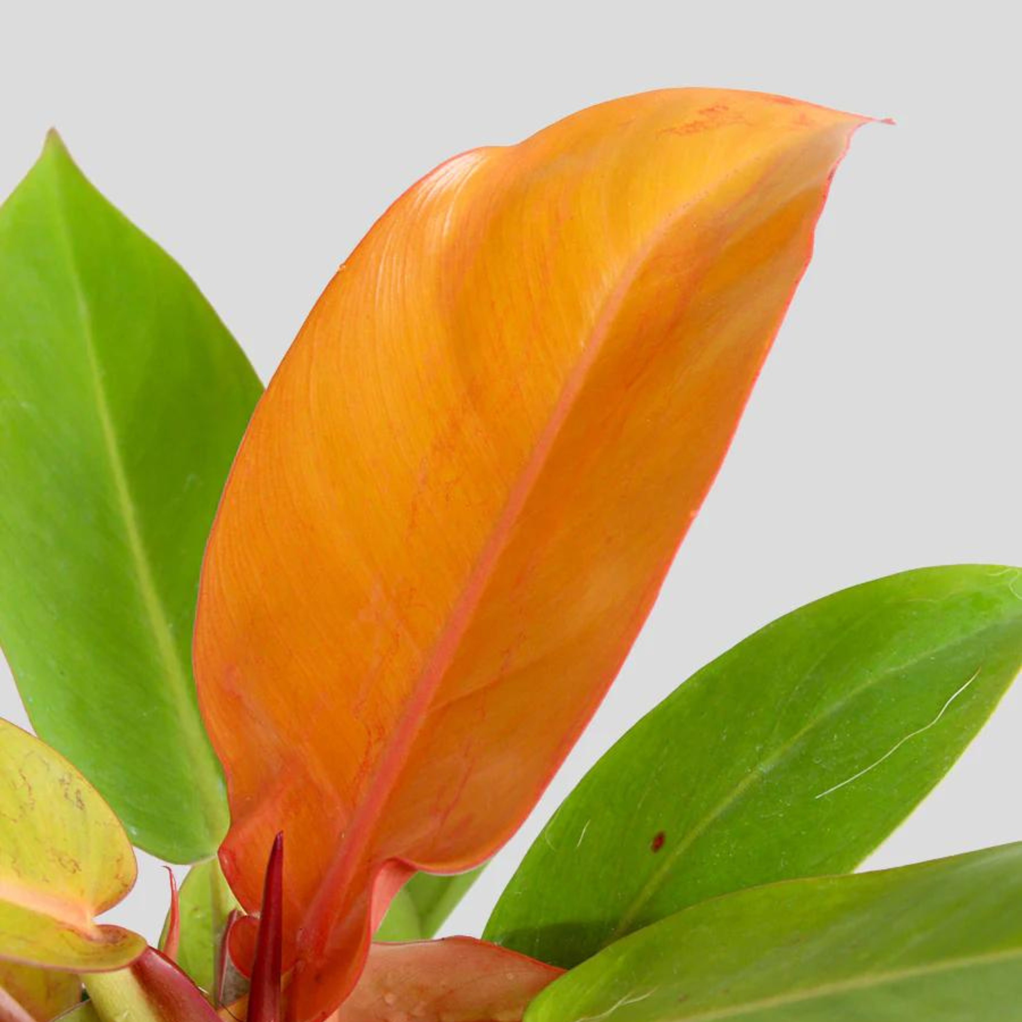 Philodendron Orange Splendor Indoor/Outdoor Live Plant