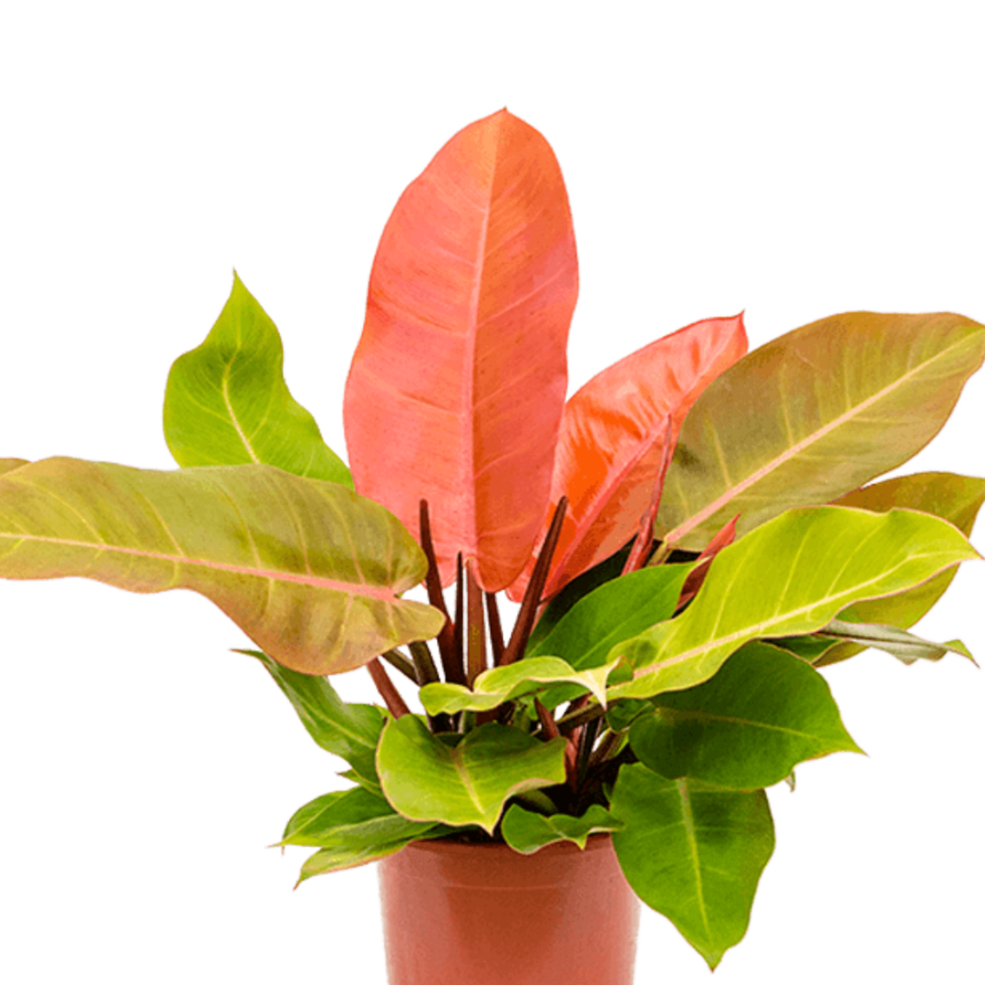 Philodendron Orange Splendor Indoor/Outdoor Live Plant