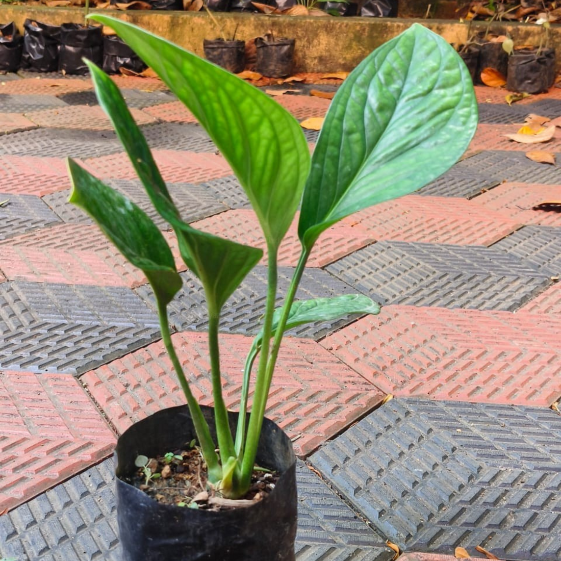 Philodendron Peru Indoor/Outdoor Live Plant