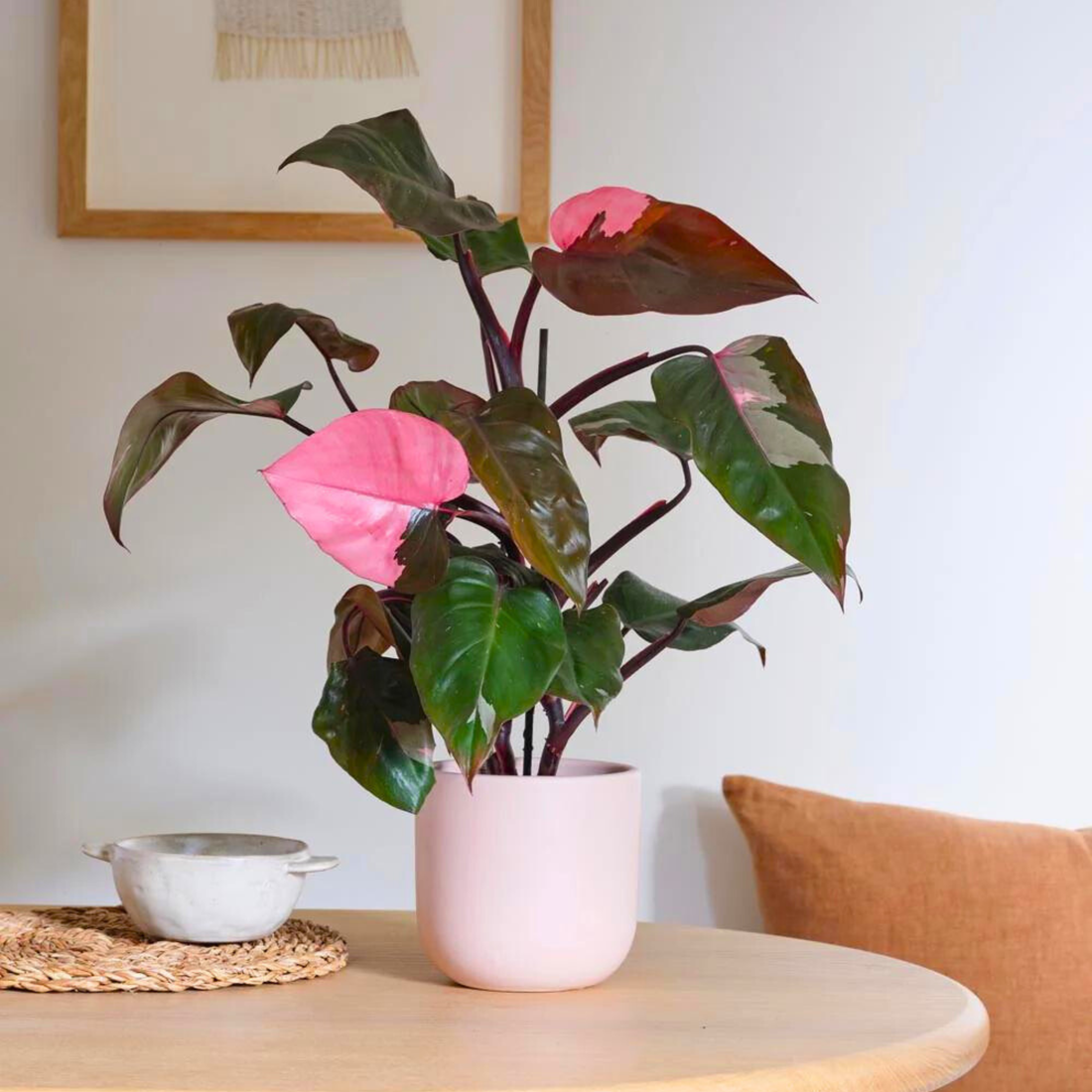 Philodendron Pink Princess Indoor / Outdoor Live Plant