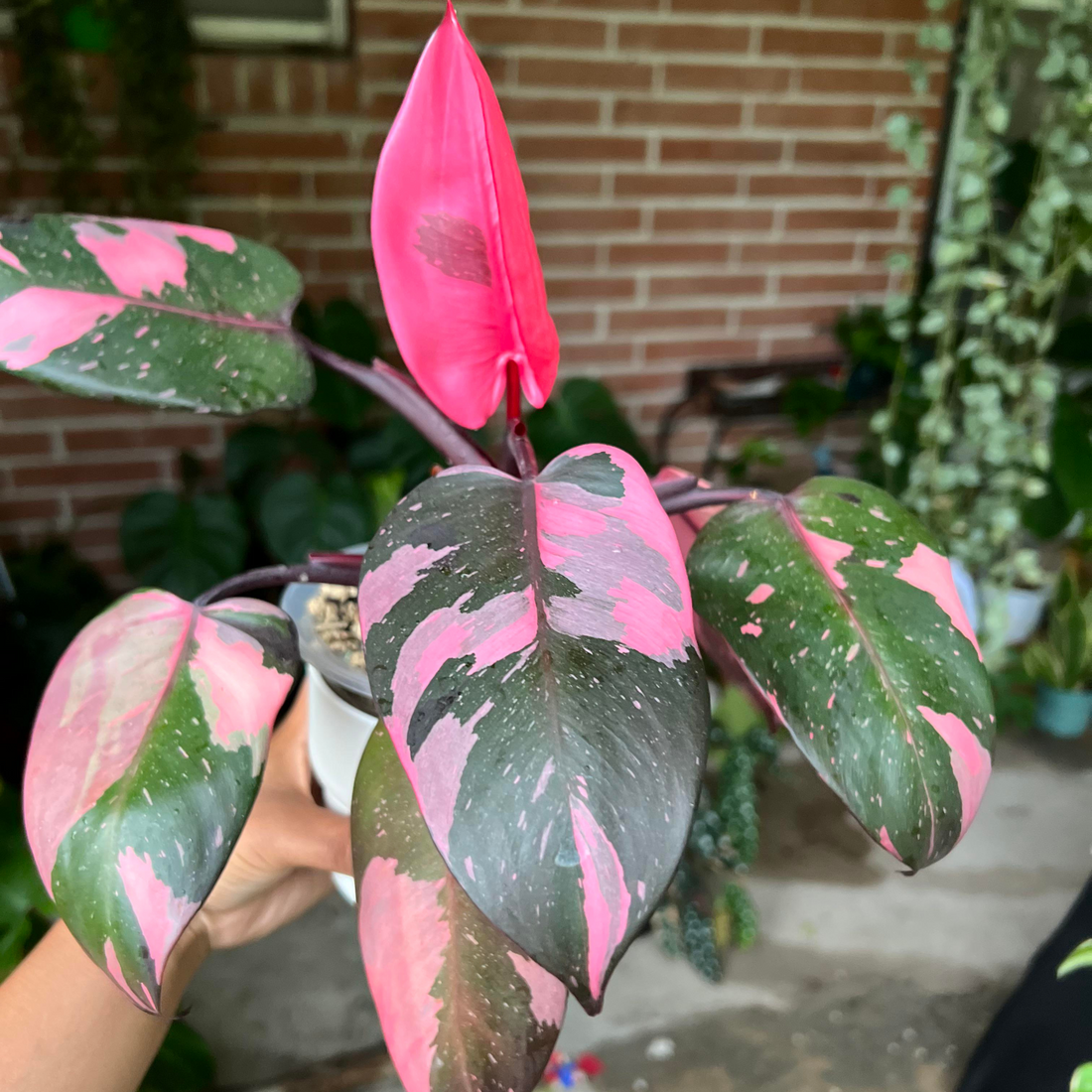 Philodendron Pink Princess Indoor / Outdoor Live Plant