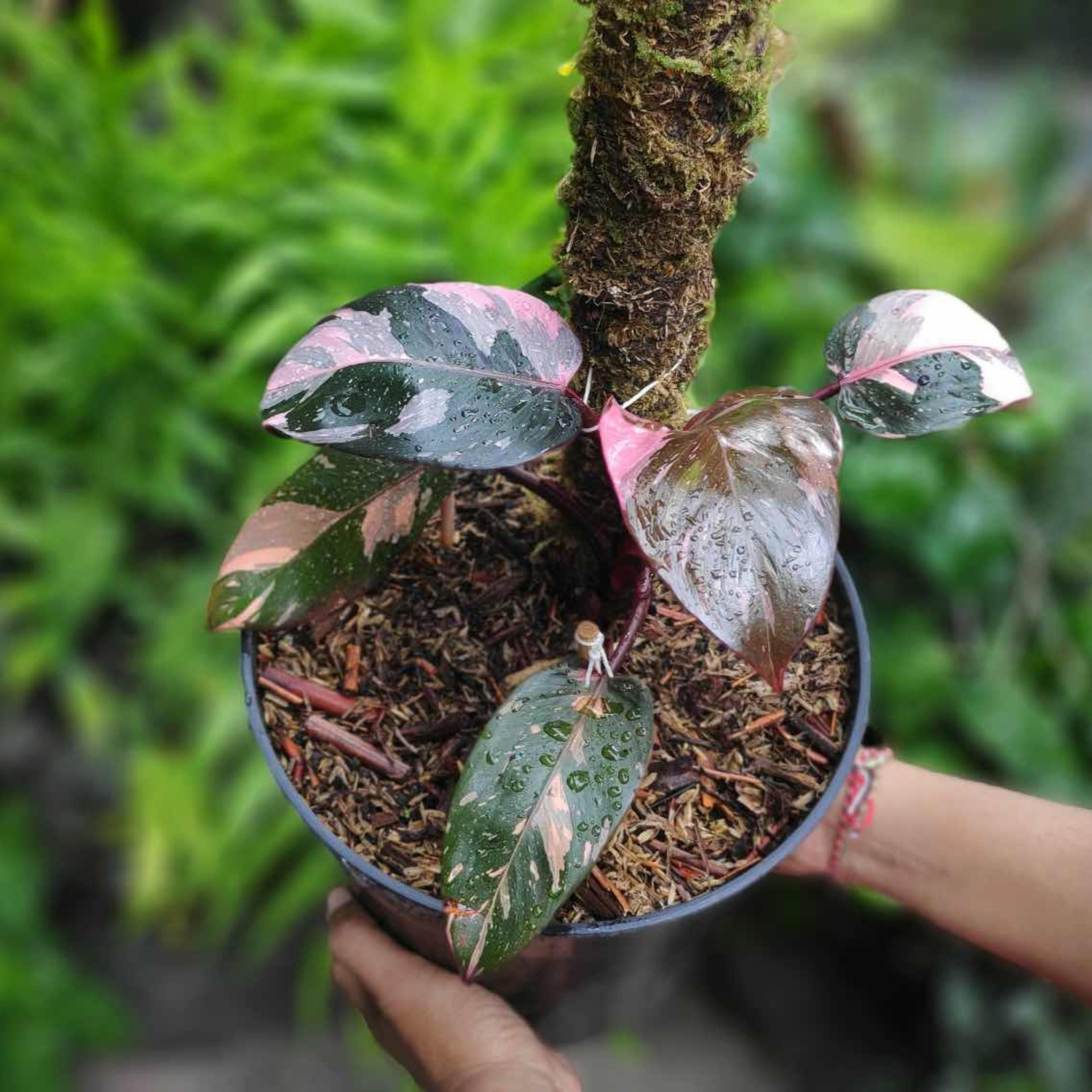 Philodendron Pink Princess Indoor / Outdoor Live Plant