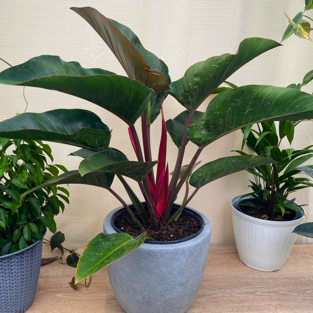 Philodendron Red Congo Indoor Live Plant