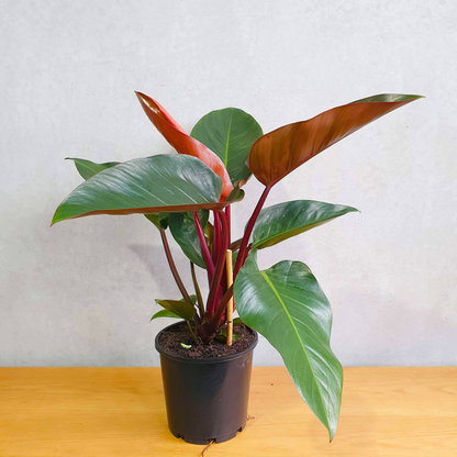 Philodendron Red Congo Indoor Live Plant