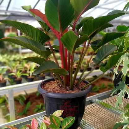 Philodendron Red Congo Indoor Live Plant