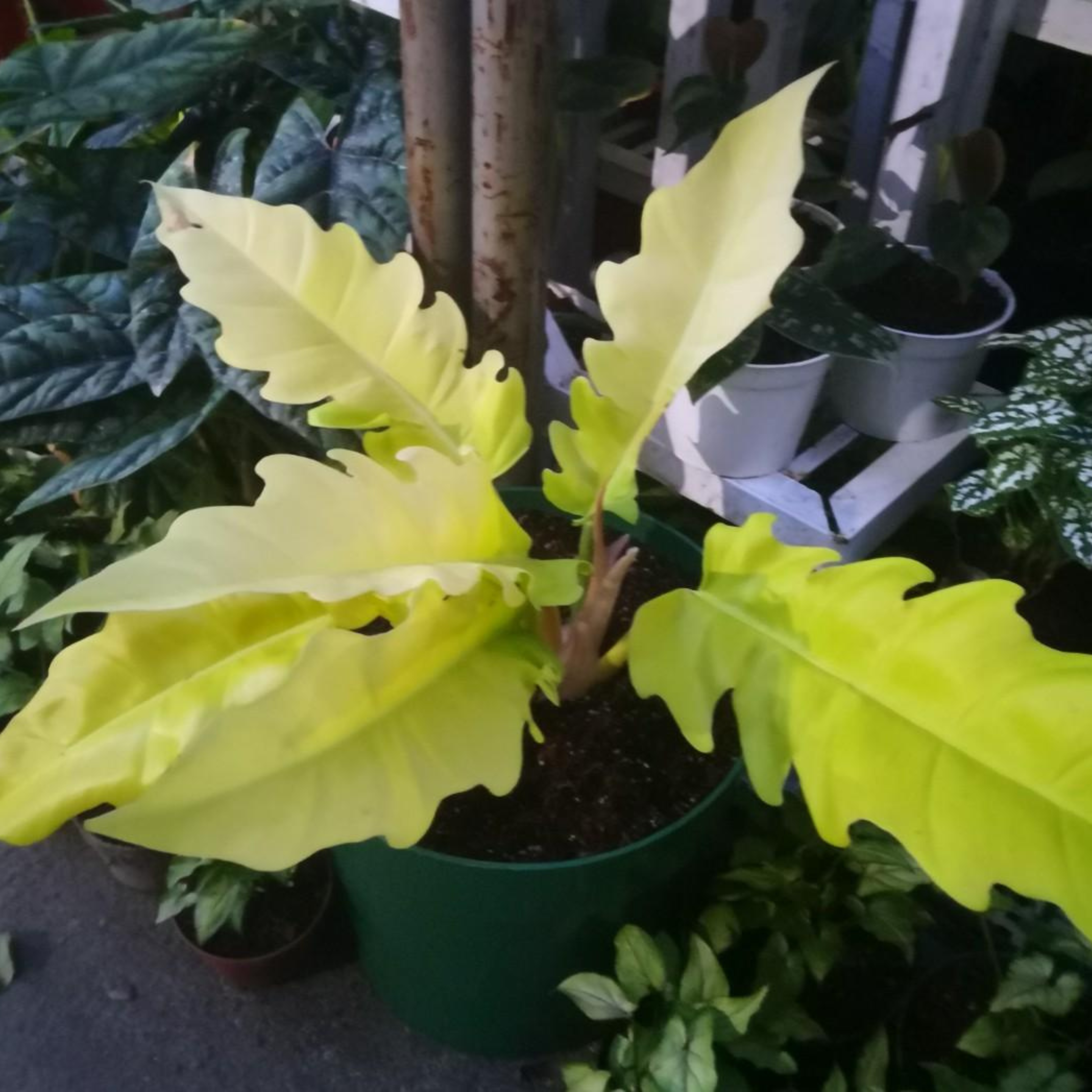 Philodendron &