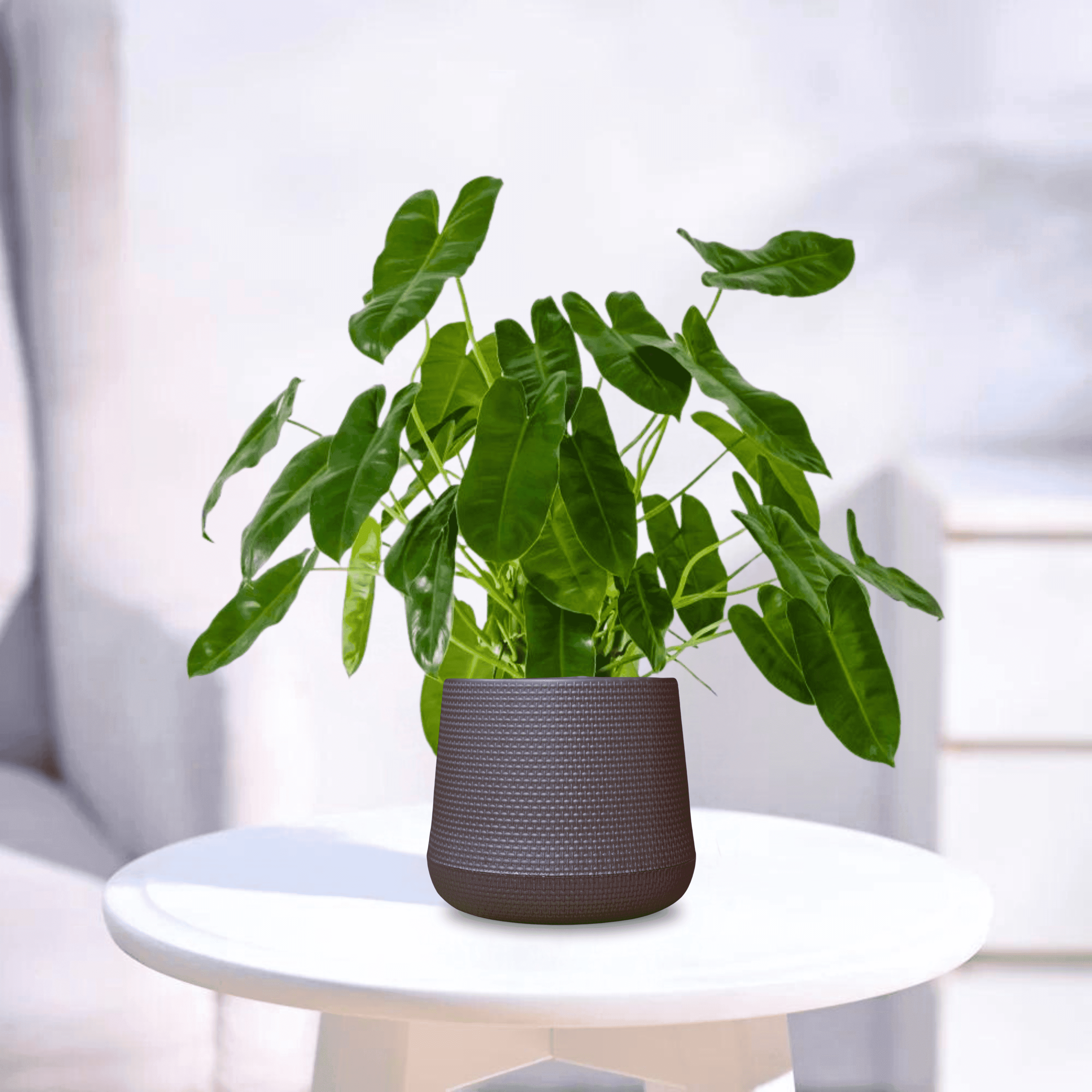 Philodendron | Indoor Plant
