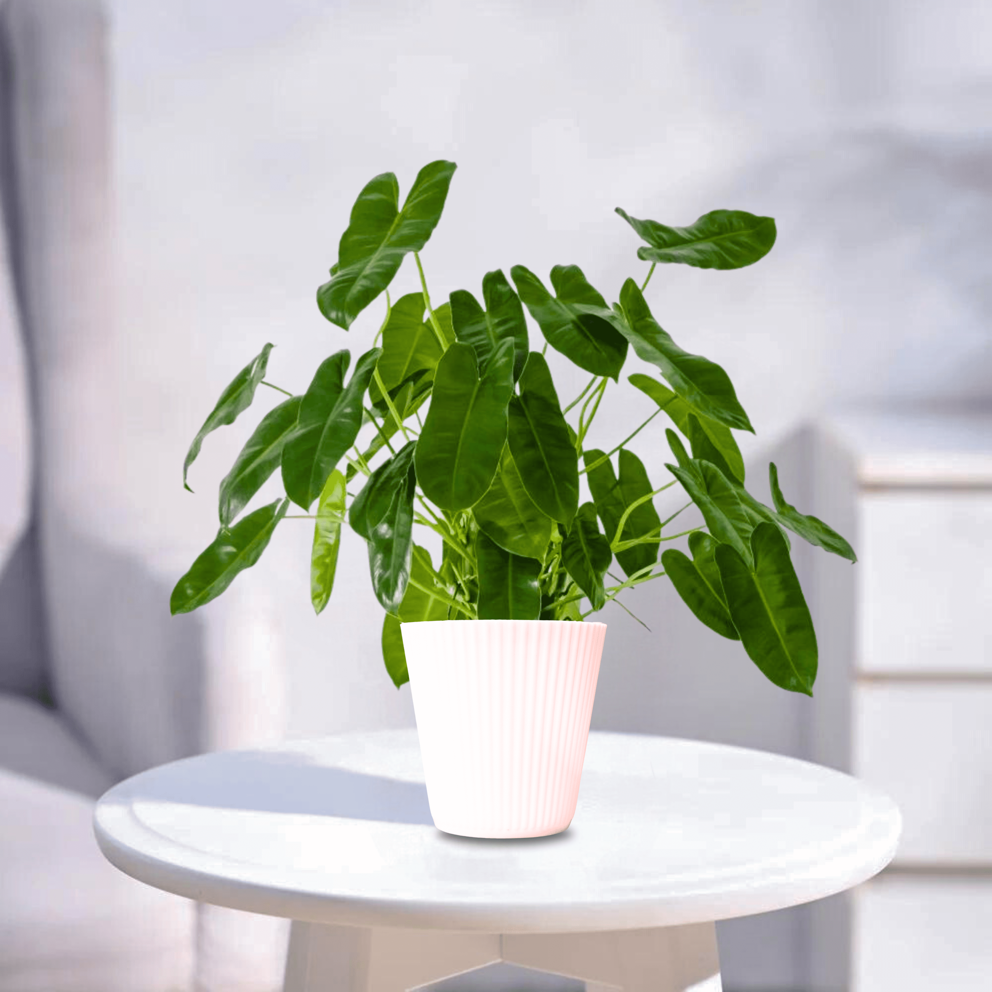 Philodendron | Indoor Plant