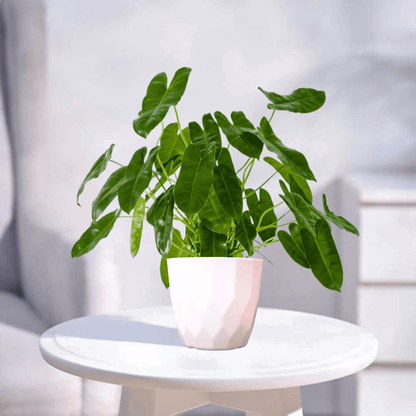 Philodendron | Indoor Plant