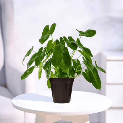 Philodendron | Indoor Plant