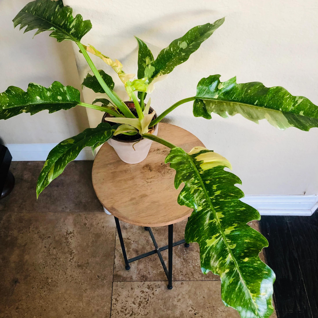 Philodendron &