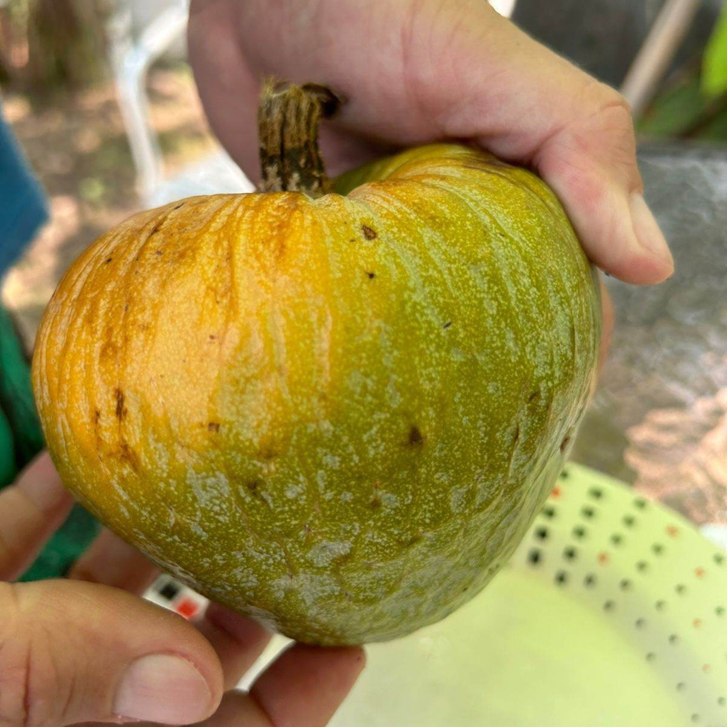 Phinta (Annona reticulata) Fruit Live Plant