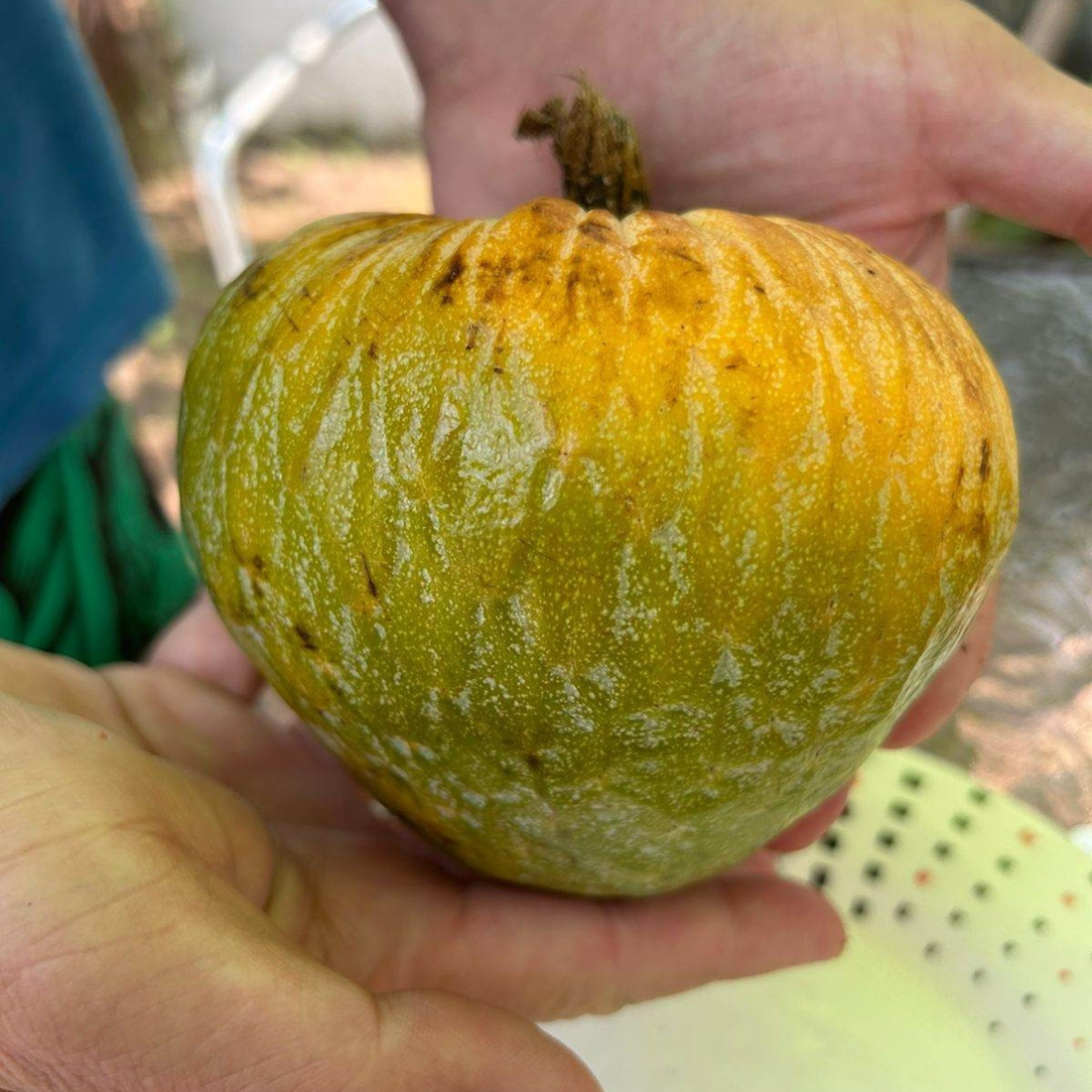 Phinta (Annona reticulata) Fruit Live Plant