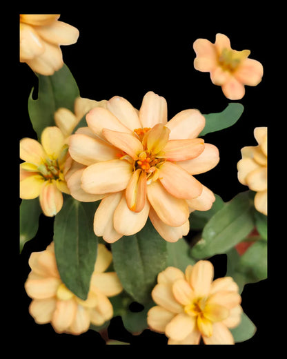 Sandal Zinnia Flowering Live Plant