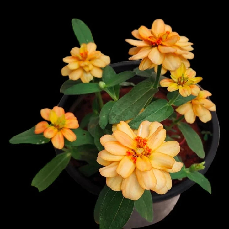 Sandal Zinnia Flowering Live Plant