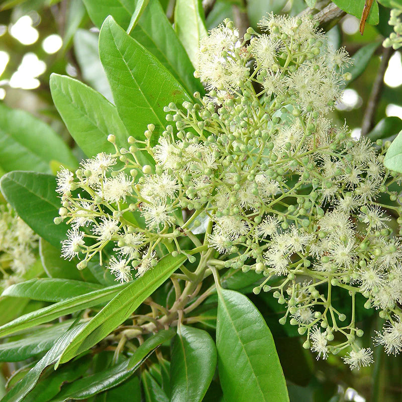 All Spice / Sarvasugandhi (Pimenta dioica) Spice Plant