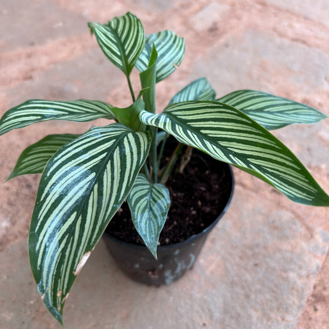 Pin-Stripe Plant (Calathea vittata) Live Plant