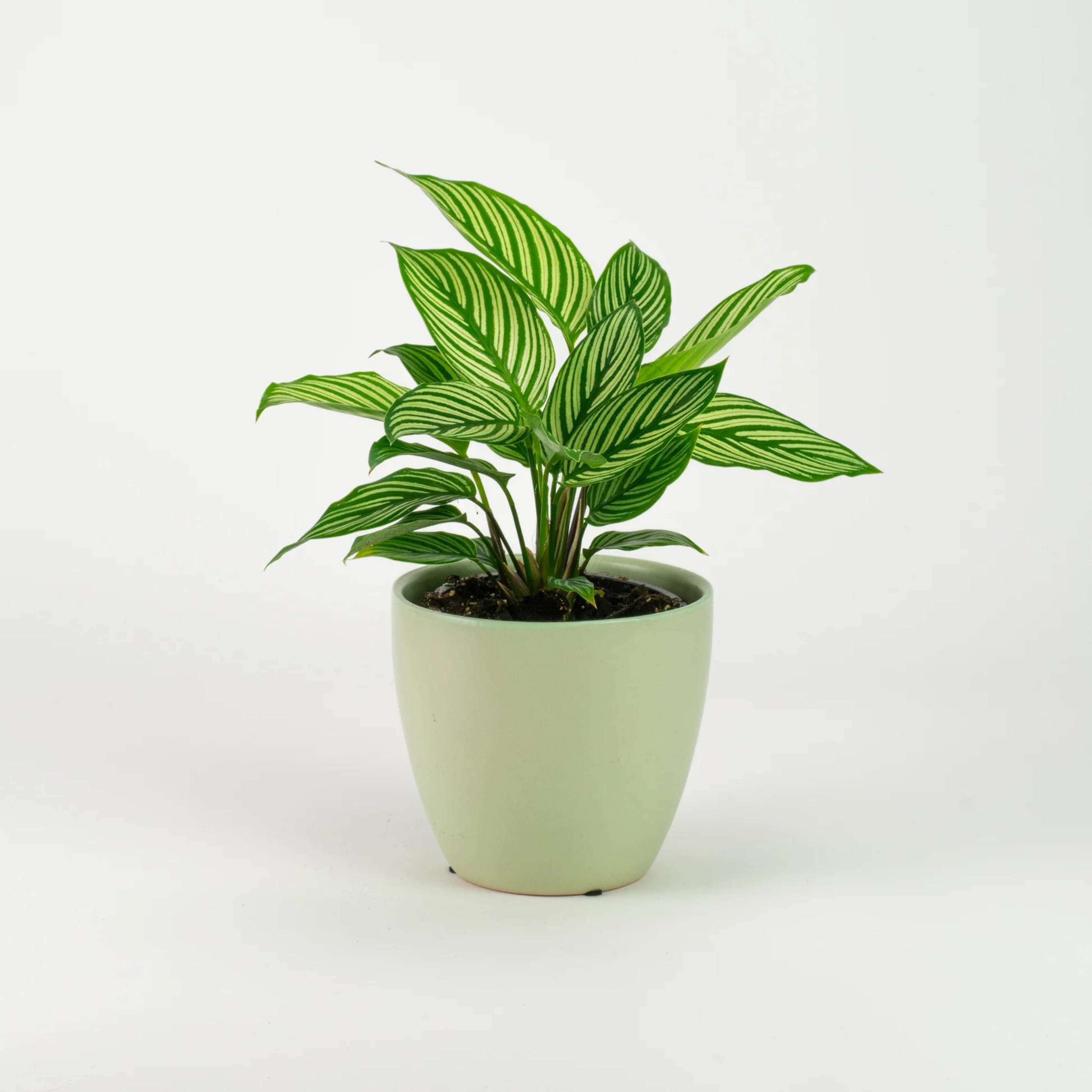 Pin-Stripe Plant (Calathea vittata) Live Plant