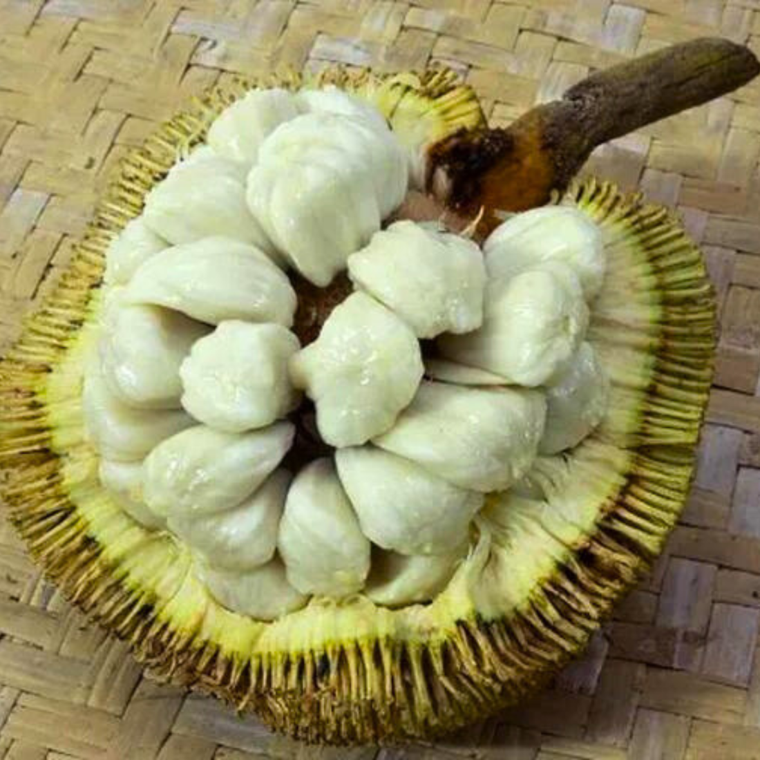 Pingan Fruit (Mountain Tarap) Fruit Live Plant