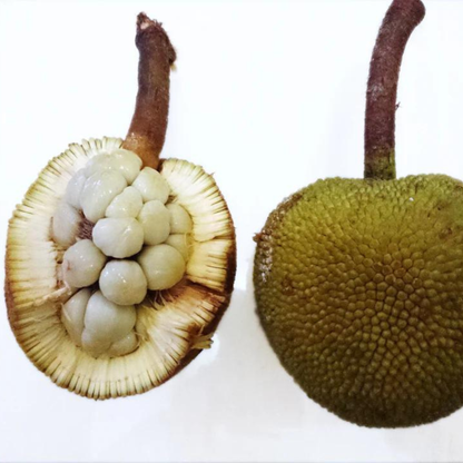 Pingan Fruit (Mountain Tarap) Fruit Live Plant